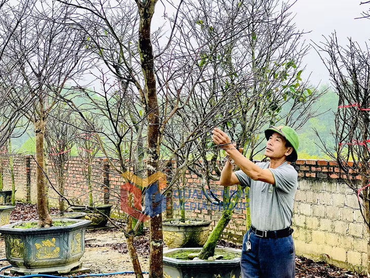 2024-01_Sản phẩm mai vàng Yên Tử được cắt tỉa chuẩn bị đưa ra thị trường. Ảnh: Minh Đức