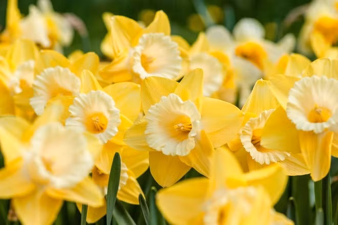 Rễ hoa thủy tiên chứa chất độc narcissin gây tiêu chảy, nôn mửa. Ảnh: Yoksel.