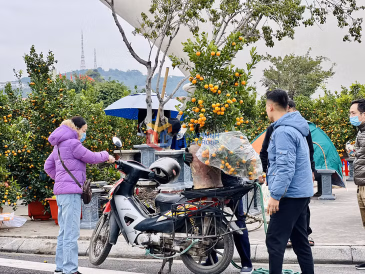 hoa xuân