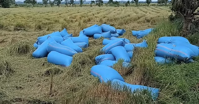 H"Hen Niê khoe lúa nhà trồng