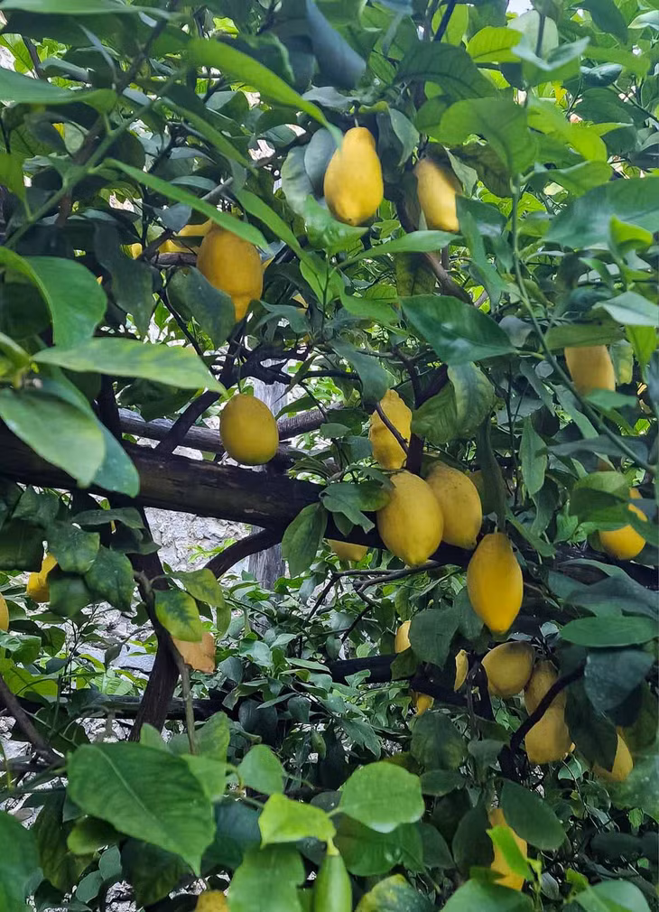 Những vườn chanh trĩu quả là nét đặc trưng của Limone sul Garda. Ảnh: Nguyễn Tất Thịnh