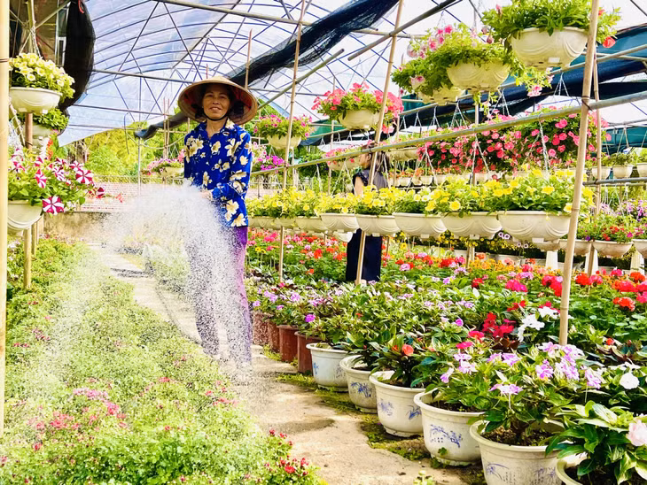 Người trồng hoa tất bật chăm sóc các luống hoa đúng quy trình, kỹ thuật để giữ màu sắc hoa tươi đảm bảo đúng thời vụ Tết.