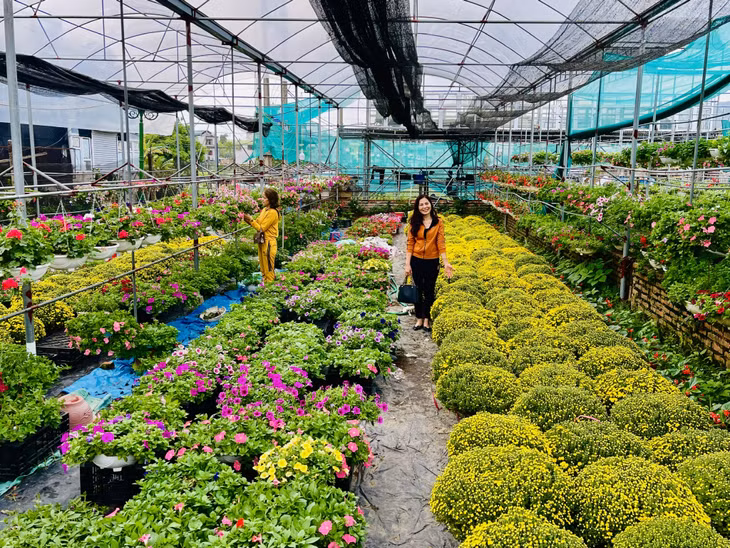Làng hoa Đồng Chè, phường Hoành Bồ là vựa hoa lớn nhất của TP Hạ Long, thời điểm này đã thu hút nhiều người dân đến tham quan và mua sắm. Tại đây, nhiều người đã lưu lại những hình ảnh đẹp bên hoa.