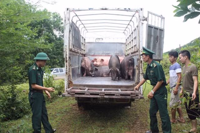 Xử lý nghiêm các trường hợp buôn lậu, vận chuyển trái phép động vật, sản phẩm động vật, giống vật nuôi qua biên giới.