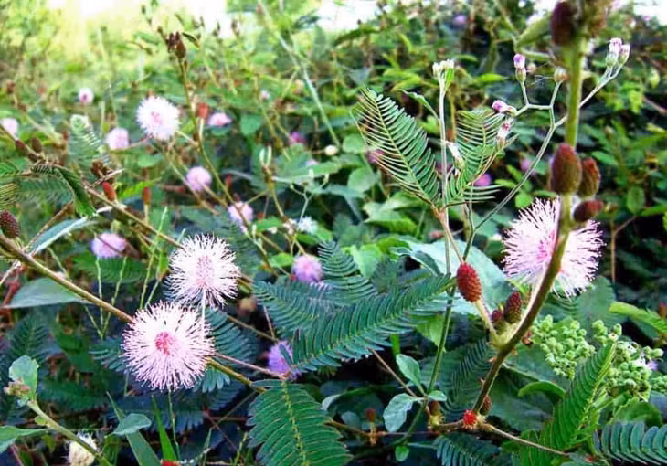 Cây xấu hổ mọc hoang ở nhiều nơi. Ảnh: Caythuoc