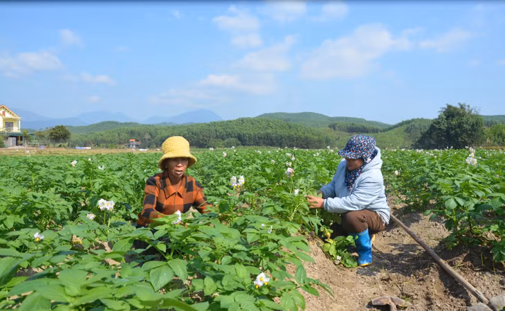 2024-01_Người dân xã Đông Hải, huyện Tiên Yên trồng khoai tây. Ảnh: Lan Anh