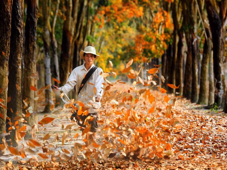 Công nhân thu gom lá vàng rơi như một phần công việc hàng ngày của họ để ngăn chặn cháy rừng. Ảnh: Ngô Vĩnh Phú