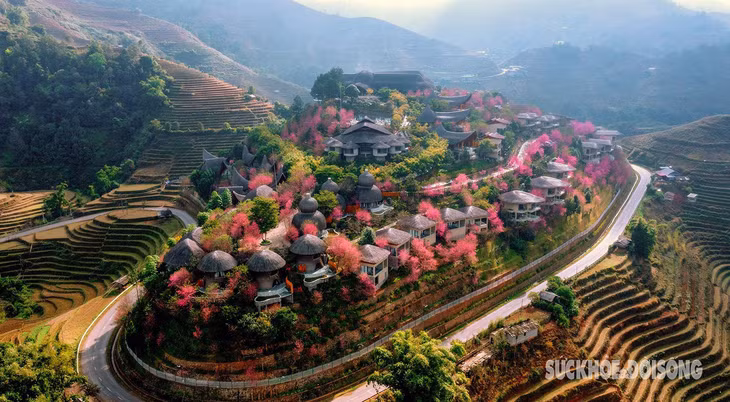 Hoa tớ dày không chỉ sở hữu vẻ đẹp hoang sơ của núi rừng Tây Bắc, mà còn ẩn chứa nét đẹp dung dị, thuần khiết và thanh tao.