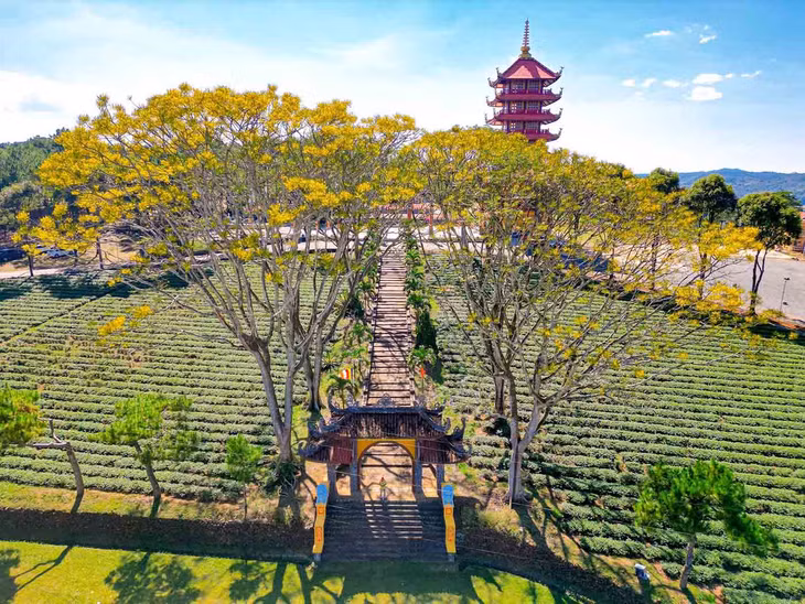 Đặc biệt, ngay trước cổng Tu viện Bát Nhã là những cây phượng vàng lớn, trồng thành hai hàng dọc lối đi lên. Phượng vàng là loại cây khá hiếm tại Việt Nam, thường nở rộ vào cuối Đông, đầu Xuân. Ảnh: Luân Lavender