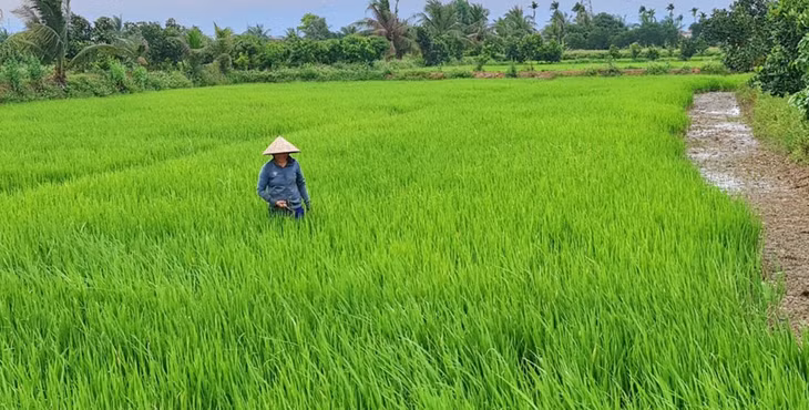 Mô hình lúa - rươi là một trong những mô hình canh tác hữu cơ cho hiệu quả cao trên địa bàn TX Đông Triều.
