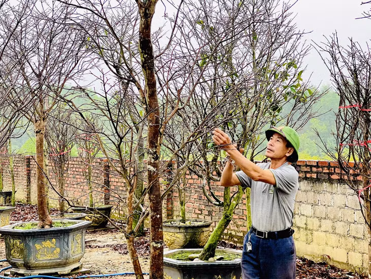 Sản phẩm mai vàng Yên Tử được cắt tỉa chuẩn bị đưa ra thị trường.