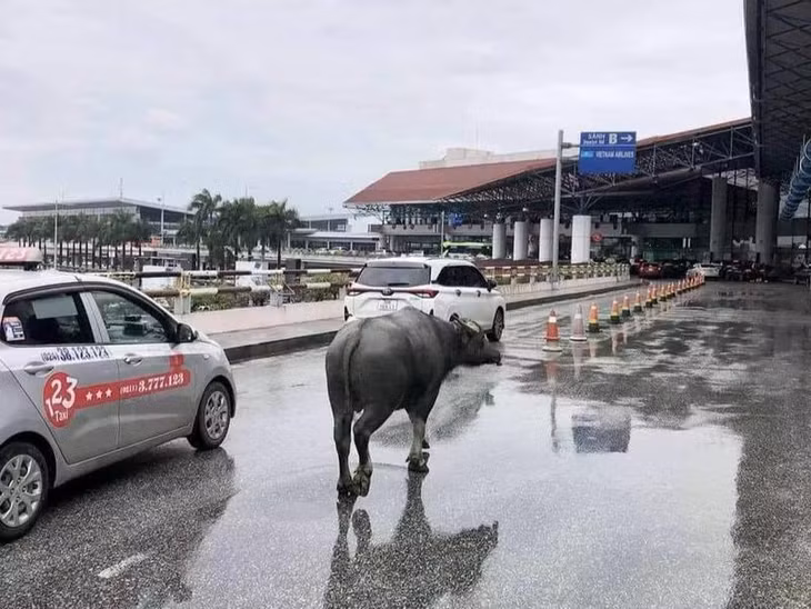 Chú trâu "đi lạc" lên khu vực tầng 2 nhà ga T1.