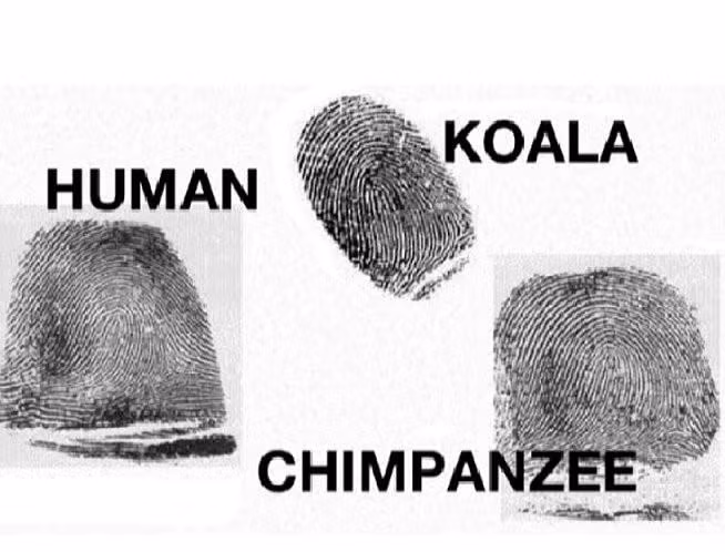 Vân tay của gấu túi (koala) và tinh tinh (chimpanzee) có nhiều nét tương đồng vân tay người. Ảnh: Weird Science.