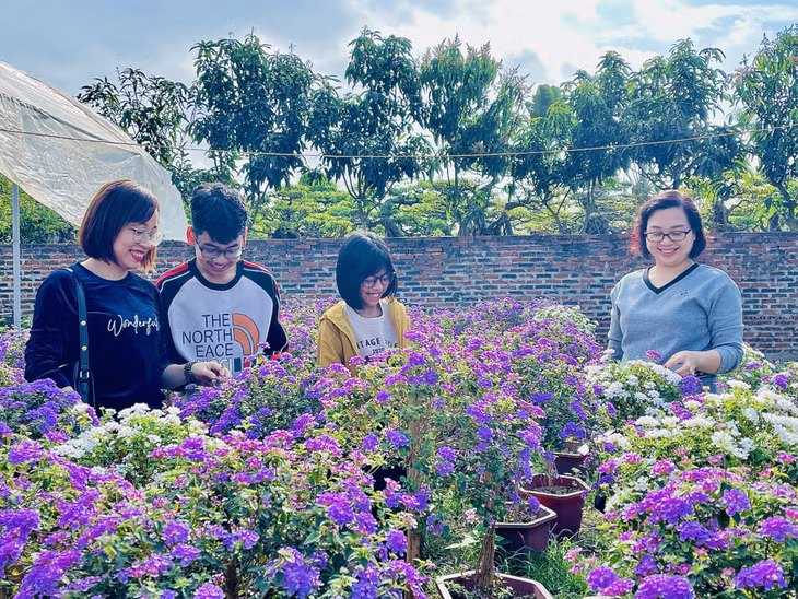 Thời điểm này, các làng hoa tại phường Hoành Bồ (TP Hạ Long) đã có rất nhiều loại hoa đua sắc, thu hút sự quan tâm của người dân tham quan, mua sắm.