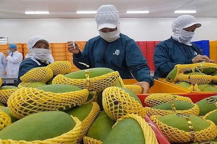 Xuất khẩu gặp khó khi cước phí vận tải biển tăng cao. (Ảnh minh họa).