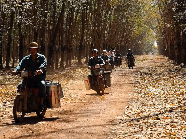 Mủ cao su được vận chuyển đến nhà máy chế biến. Ảnh: Ngô Vĩnh Phú