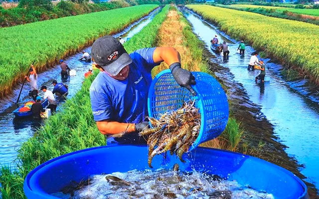 Ngành tôm hướng tới mục tiêu 4 tỷ USD - Ảnh 3.