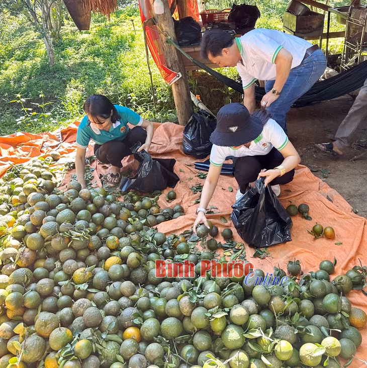 Nâng cao hiệu quả đầu tư từ chuỗi liên kết ảnh 2 Nâng cao hiệu quả đầu tư từ chuỗi liên kết ảnh 2