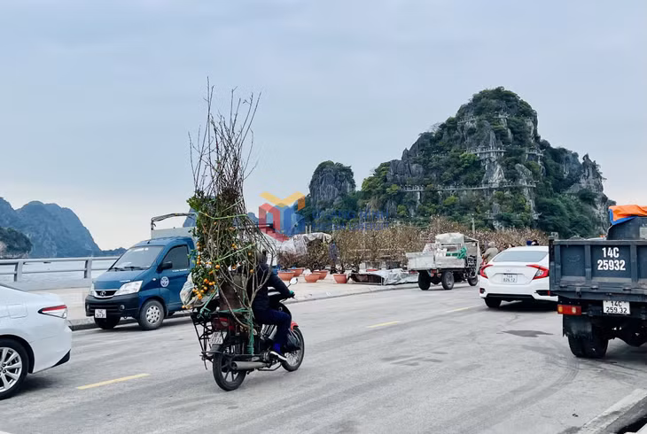 hoa xuân