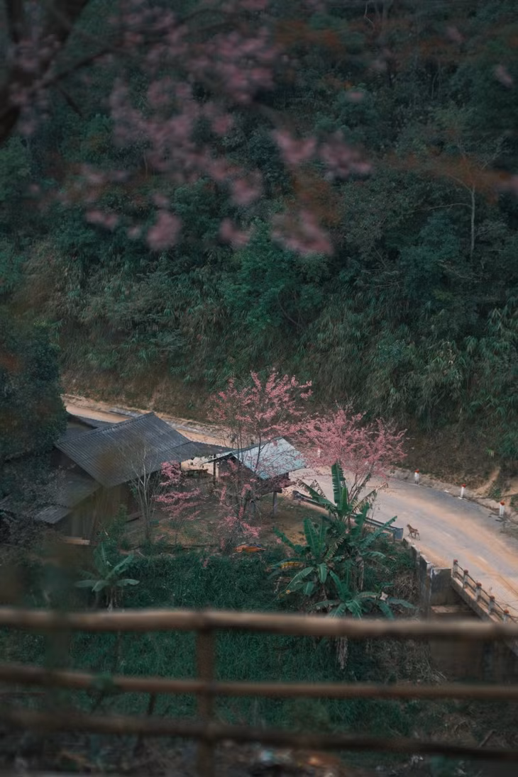 Mùa hoa anh đào ở bản Phà Nọi, thuộc xã vùng biên Mường Típ, tỉnh Nghệ An nở rực rỡ. Ảnh: Lê Hà