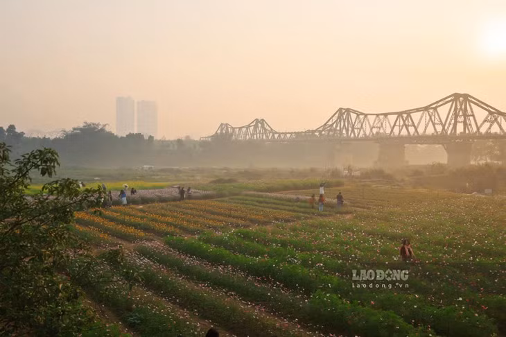 Nhìn từ xa, bến hoa tựa như một bức tranh đa sắc màu, mang một vẻ đẹp yên bình đối lập với sự huyên náo của phố thị.