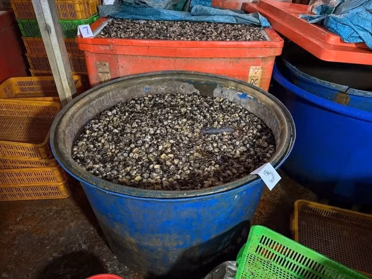 Công an TP.HCM ngăn chặn hàng tấn ốc ngâm hóa chất sắp được đưa ra thị trường - Ảnh: Công an TP.HCM