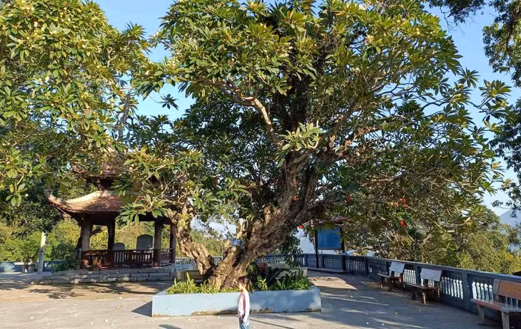 Hệ thống cây cổ thụ trong khuôn viên của chùa cũng góp phần tôn lên vẻ đẹp cổ kính, linh thiêng.