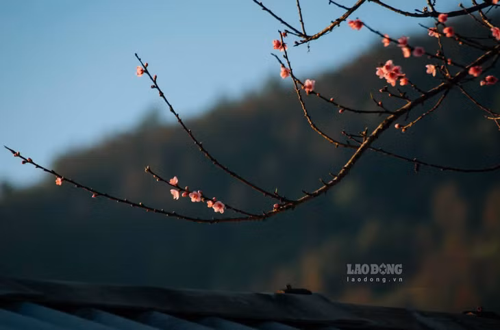Hoa đào rừng không rực rỡ phô trương mà mang vẻ đẹp giản dị, cánh hoa mỏng manh rung rinh trong nắng chiều.