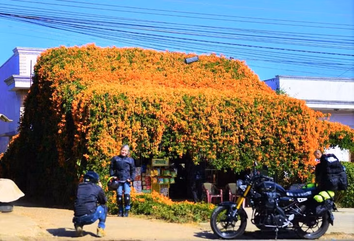 Nhiều du khách trên đường đến Đà Lạt không thể cưỡng lại vẻ đẹp của ngôi nhà phủ kín hoa xác pháo của gia đình bà Lánh nên đã ghé vào tham quan, chụp ảnh. Ảnh: Phúc Khánh
