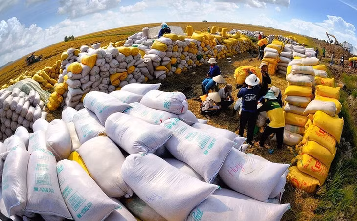 Năm 2025, ngành dự trữ đã tổ chức đấu thầu, nhập kho thành công 500.000 tấn lương thực.