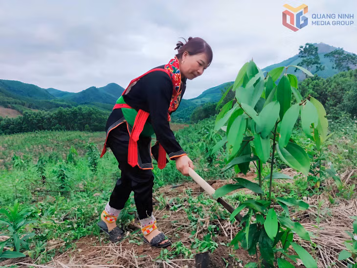 Người dân xã Ba Chẽ trồng cây quế mang lại hiệu quả kinh tế cao.