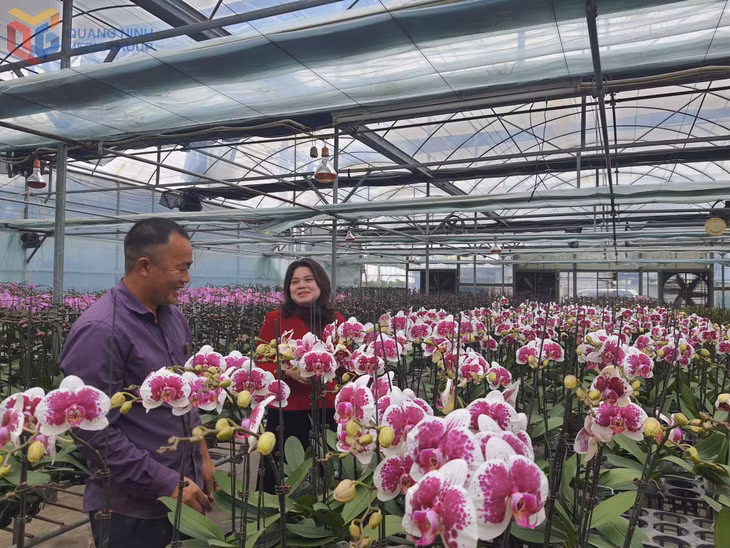 Người dân phường Hoành Bồ chuẩn bị cho vụ hoa tết 2026.
