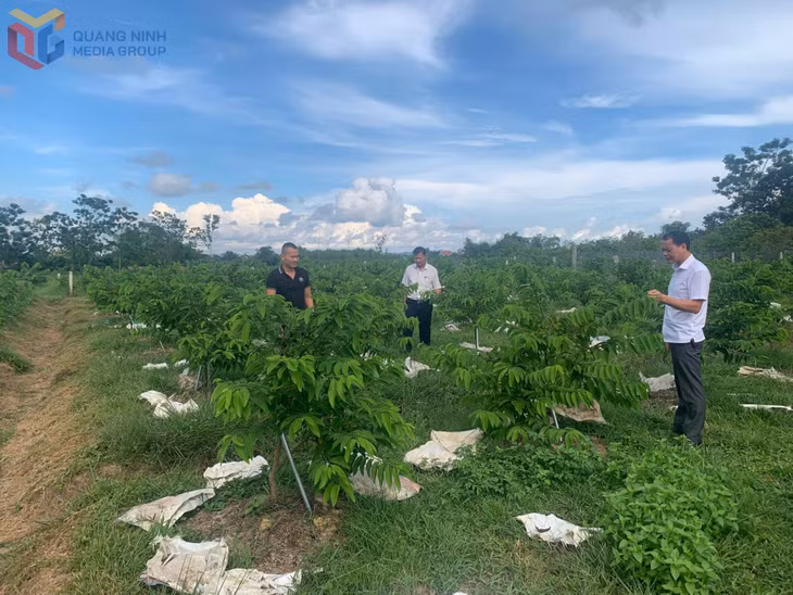 Nhiều hộ nông dân xã Đầm Hà chuyển đổi cây kém hiệu quả sang trồng na nâng cao hiệu quả kinh tế.