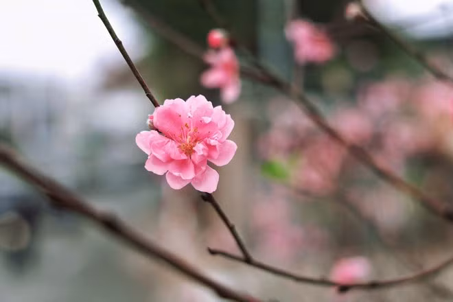 Cắm hoa ngày đầu năm không chỉ làm đẹp không gian sống, mà còn gửi gắm ước vọng tài lộc. Ảnh: Việt Anh