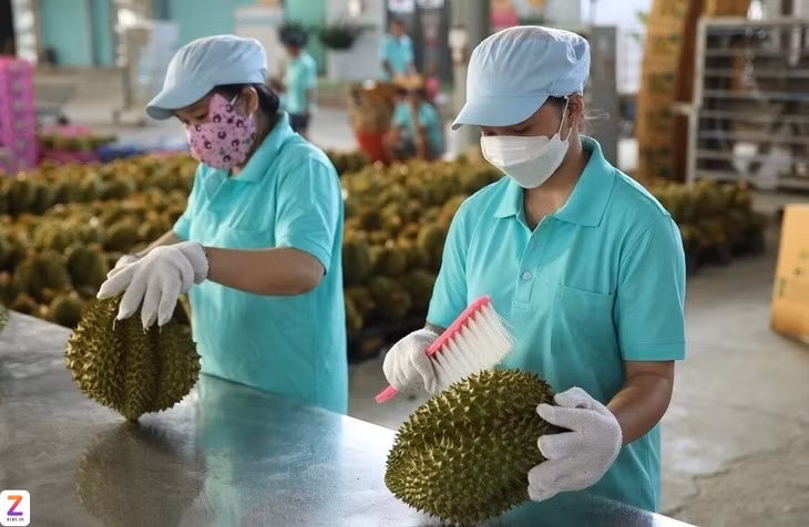 Năm 2025, kim ngạch xuất khẩu sầu riêng đạt hơn 3,6 tỷ USD, trở thành động lực tăng trưởng chủ yếu của toàn ngành rau quả. Ảnh: Hoàng Giám.