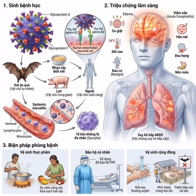 Virus Nipah - cơ chế gây bệnh và các biện pháp phòng ngừa ảnh 2