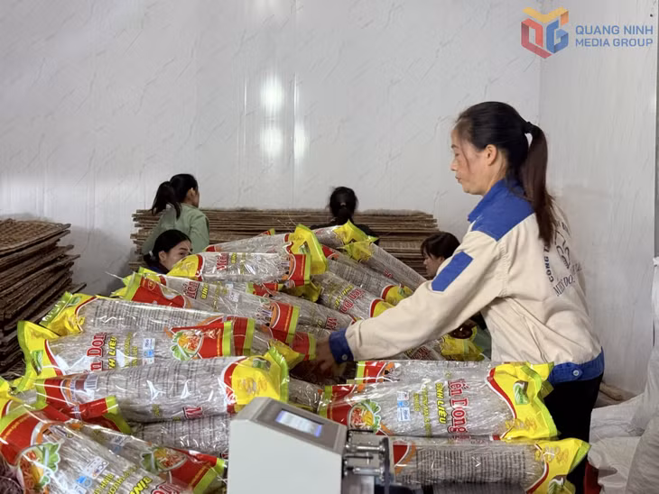 Sản xuất miến dong Bình Liêu tại Công ty CP Thương mại và Dịch vụ Bình Liêu, xã Húc Động.