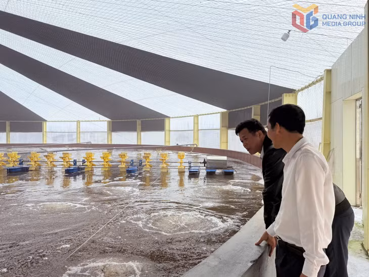 Áp dụng công nghệ trong nuôi tôm tại HTX Nuôi tôm công nghệ cao Cẩm Phả giúp các lứa tôm sinh trưởng tốt, tỷ lệ sống cao.