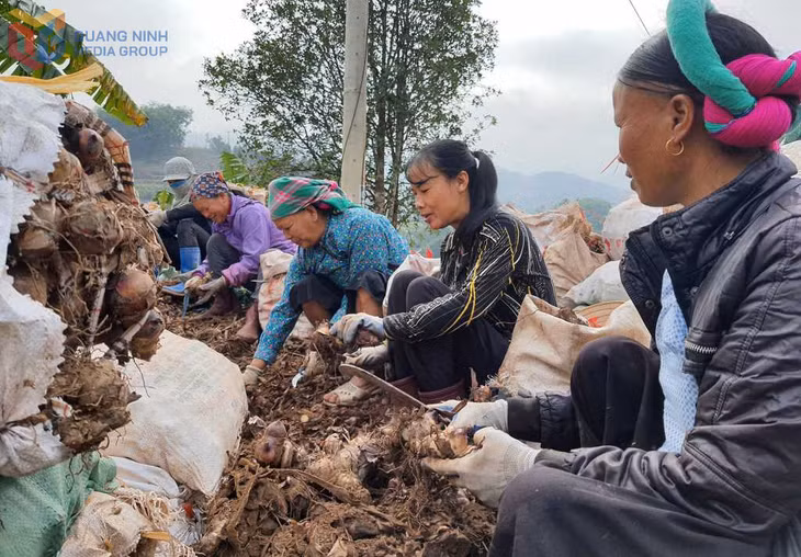 Nét đẹp sản xuất của bà con Sán Chỉ xã Hoành Mô.