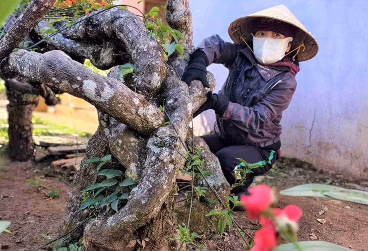 Loài hoa này thuộc cây thân leo, có nguồn gốc từ Nam Mỹ, dễ trồng bằng cành, sinh trưởng nhanh. Hoa thường nở rộ vào dịp Tết nên được nhiều gia đình lựa chọn trồng để tạo cảnh quan. Ảnh: Phúc Khánh