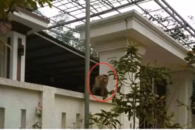 Hình ảnh con khỉ đuôi lợn từ rừng vào nhà dân tìm thức ăn. (Ảnh cắt từ clip).