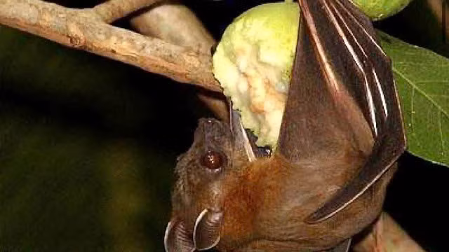 Virus Nipah chủ yếu lây qua tiếp xúc trực tiếp với dịch tiết ở ca bệnh nặng hoặc từ động vật mang mầm bệnh như dơi, heo; không lan truyền qua không khí. Ảnh minh hoạ.