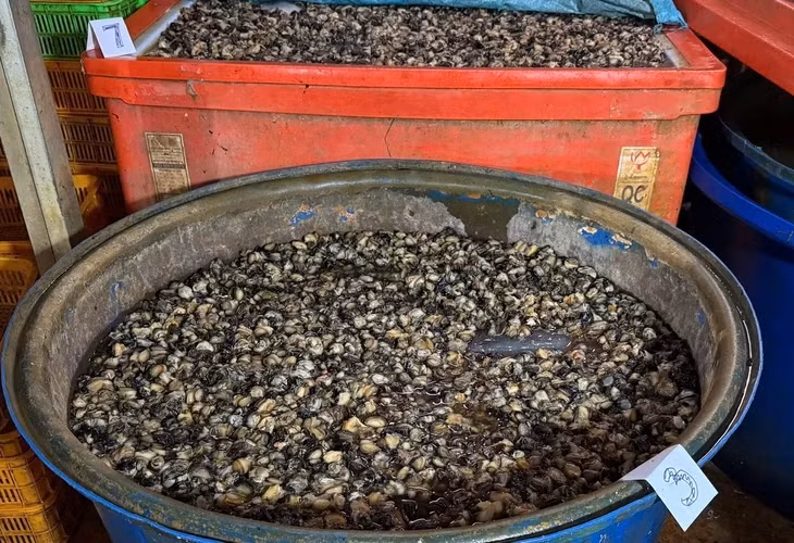 Mỗi 150kg thịt ốc bươu "tắm" 5kg hóa chất - Ảnh: Công an TP.HCM