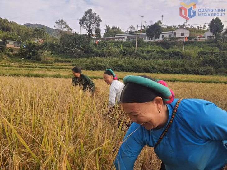 Nông dân Hoành Mô gia tăng giá trị từ cây lúa bản địa.