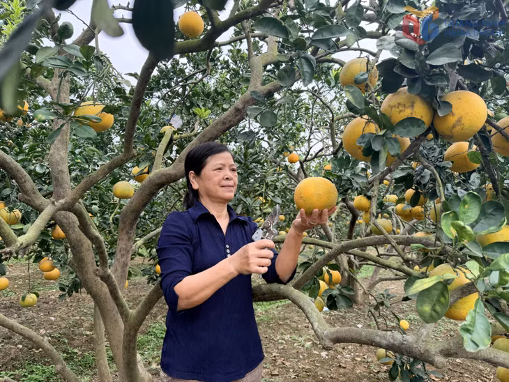 Bà Nguyễn Thị Tú, thôn Đồng Ý, xã An Sinh thu hoạch bưởi.