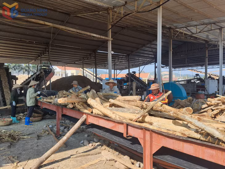 Công nhân Công ty TNHH thương mại gỗ Tỷ Long chế biến gỗ rừng trồng.