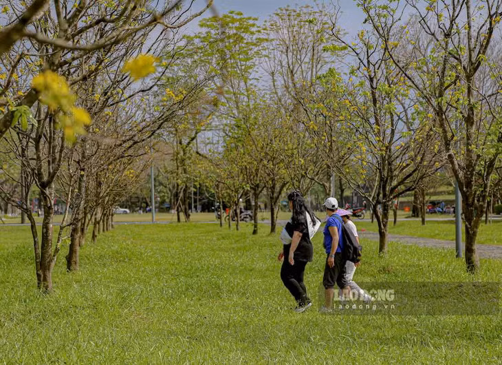 Những ngày đầu hoa nở, nhiều người dân địa phương tranh thủ đến dạo bước, tận hưởng không khí xuân sớm giữa không gian di sản.