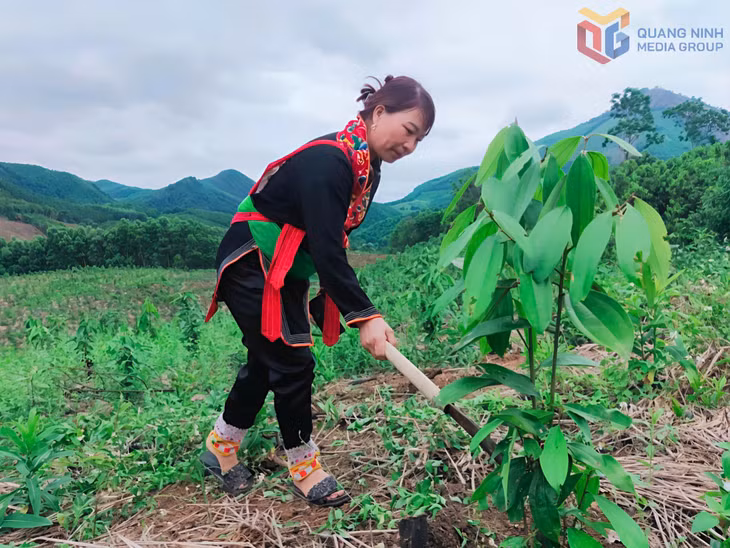 Lâm nghiệp được coi là thế mạnh trong phát triển kinh tế của xã Ba Chẽ.