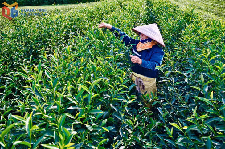 Nghề trồng và sản xuất chè được định hướng trở thành sinh kế bền vững cho người dân. Ảnh: Hồng Nhung (CTV)