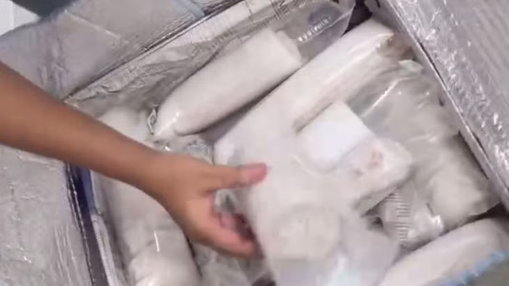 Khoảng 60.000 con tôm hùm giống sống được cất giấu trong 2 kiện hành lý. (Ảnh: Cục Hải quan Đà Nẵng)